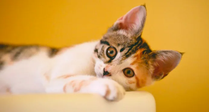 Nato il primo gatto senza sesso